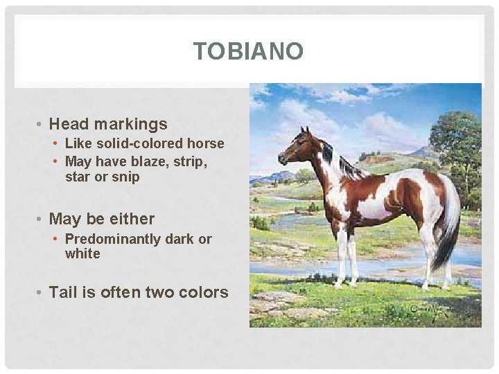 TOBIANO • Head markings • Like solid-colored horse • May have blaze, strip, star