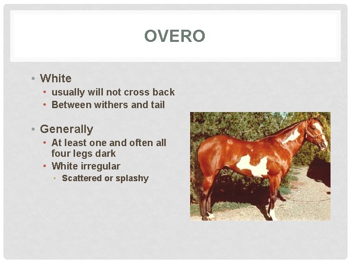 OVERO • White • usually will not cross back • Between withers and tail