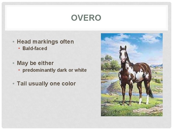 OVERO • Head markings often • Bald-faced • May be either • predominantly dark