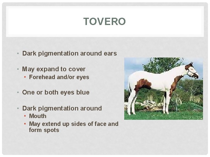 TOVERO • Dark pigmentation around ears • May expand to cover • Forehead and/or