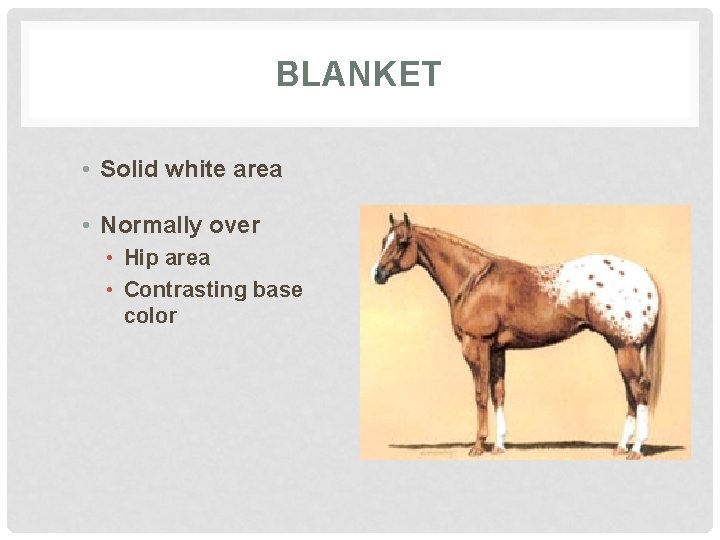 BLANKET • Solid white area • Normally over • Hip area • Contrasting base