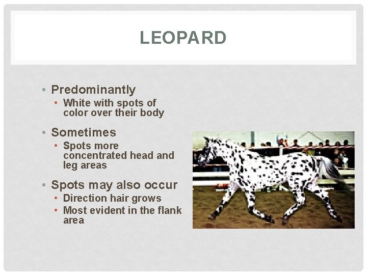 LEOPARD • Predominantly • White with spots of color over their body • Sometimes