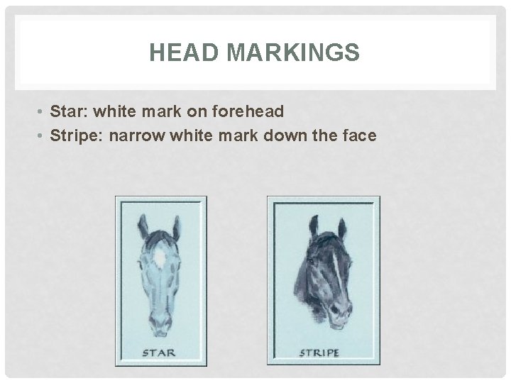 HEAD MARKINGS • Star: white mark on forehead • Stripe: narrow white mark down