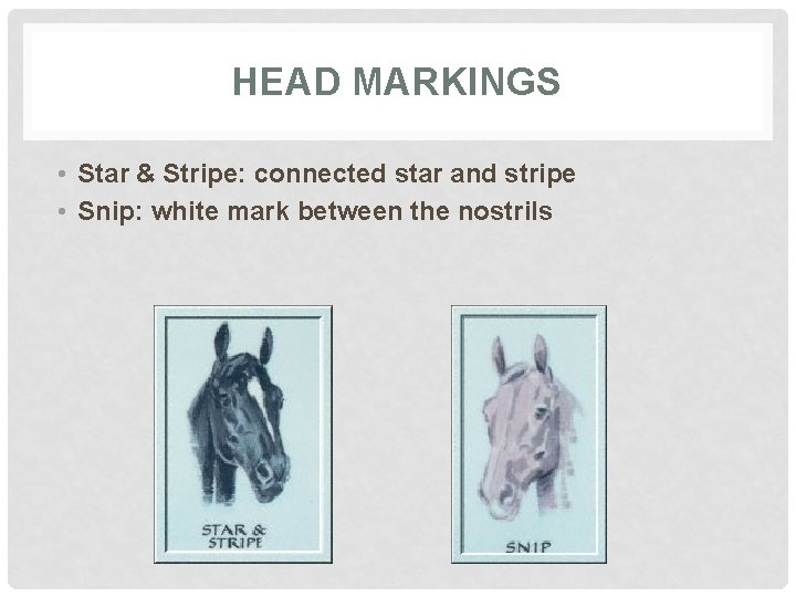 HEAD MARKINGS • Star & Stripe: connected star and stripe • Snip: white mark