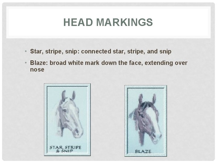 HEAD MARKINGS • Star, stripe, snip: connected star, stripe, and snip • Blaze: broad