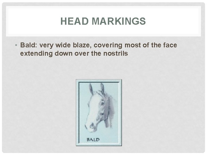 HEAD MARKINGS • Bald: very wide blaze, covering most of the face extending down