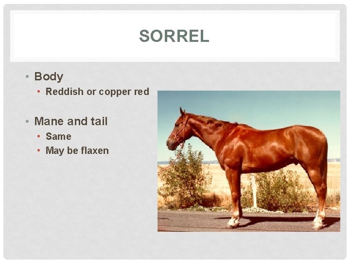 SORREL • Body • Reddish or copper red • Mane and tail • Same