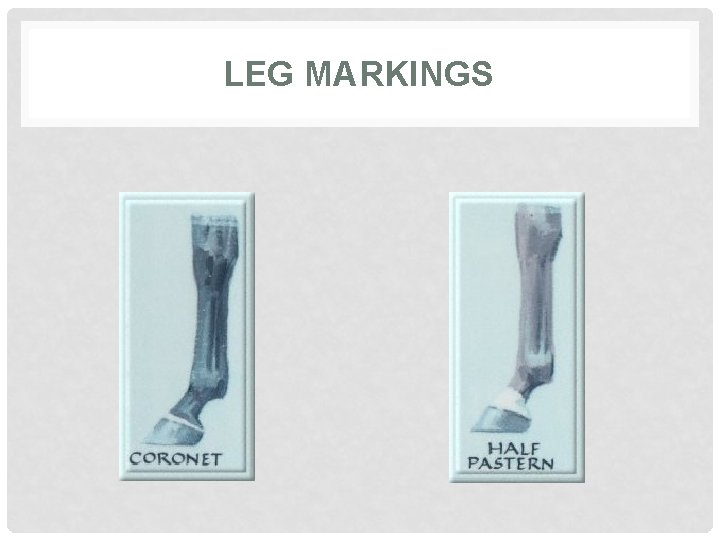 LEG MARKINGS 