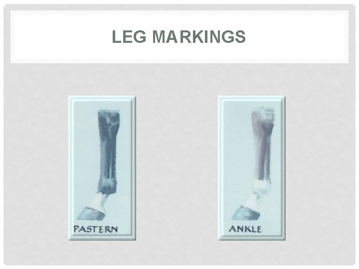 LEG MARKINGS 