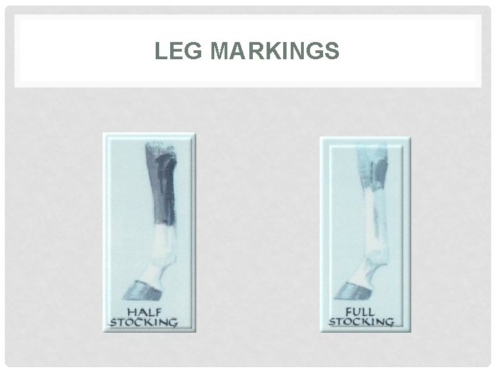 LEG MARKINGS 