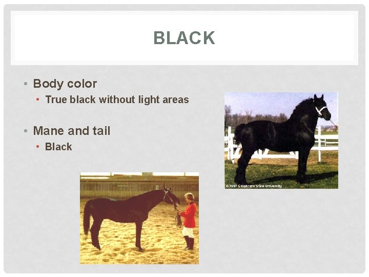 BLACK • Body color • True black without light areas • Mane and tail