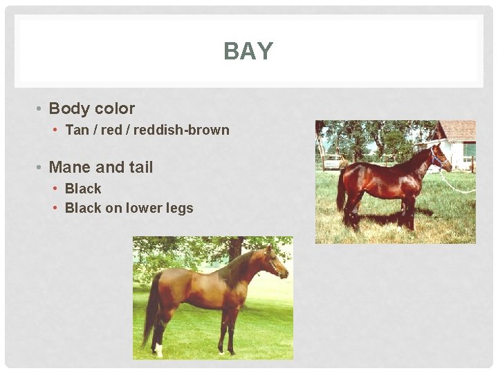 BAY • Body color • Tan / reddish-brown • Mane and tail • Black