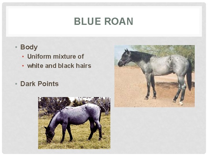 BLUE ROAN • Body • Uniform mixture of • white and black hairs •