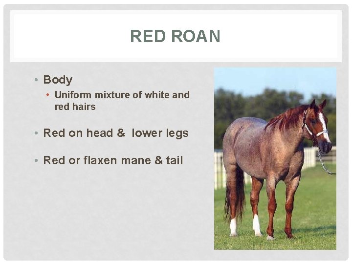 RED ROAN • Body • Uniform mixture of white and red hairs • Red