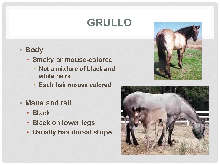 GRULLO • Body • Smoky or mouse-colored • Not a mixture of black and