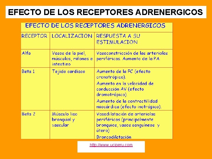 EFECTO DE LOS RECEPTORES ADRENERGICOS http: //www. uciperu. com 