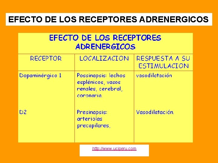 EFECTO DE LOS RECEPTORES ADRENERGICOS http: //www. uciperu. com 