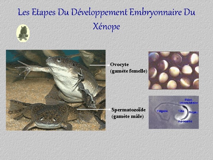 Les Etapes Du Développement Embryonnaire Du Xénope Ovocyte (gamète femelle) Spermatozoïde (gamète mâle) 