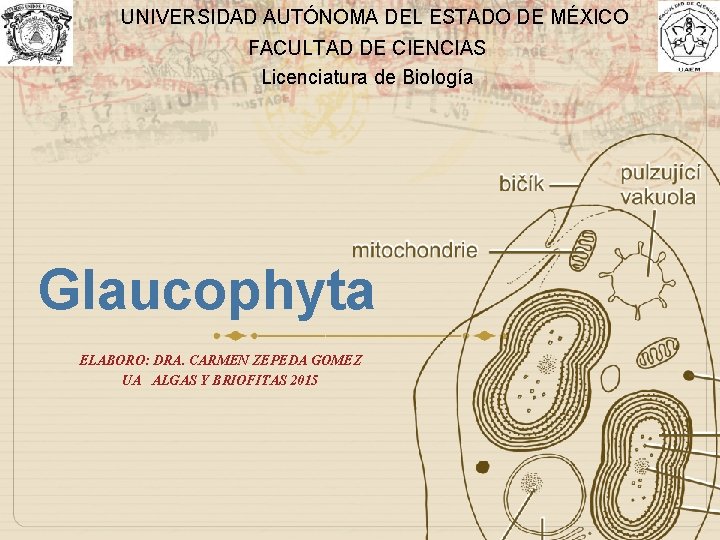 UNIVERSIDAD AUTÓNOMA DEL ESTADO DE MÉXICO FACULTAD DE CIENCIAS Licenciatura de Biología Glaucophyta ELABORO:
