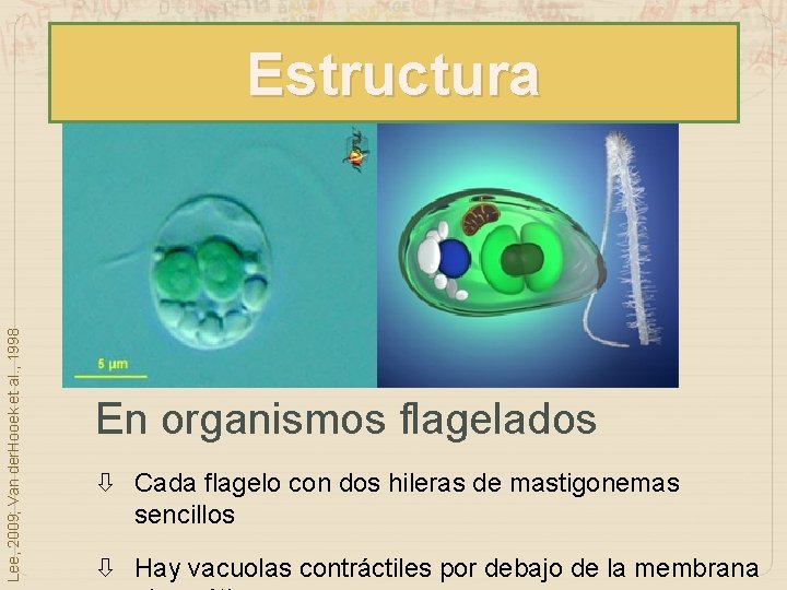 Lee, 2009; Van der. Hooek et al. , 1998 Estructura En organismos flagelados Cada