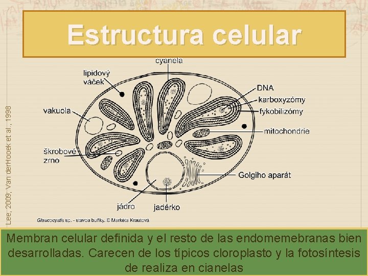 Lee, 2009; Van der. Hooek et al. , 1998 Estructura celular Membran celular definida