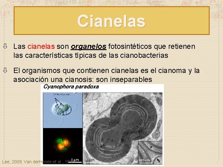 Cianelas Las cianelas son organelos fotosintéticos que retienen las características típicas de las cianobacterias