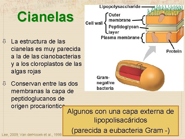 Cianelas La estructura de las cianelas es muy parecida a la de las cianobacterias