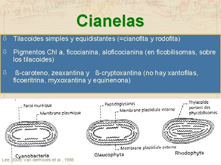 Cianelas Tilacoides simples y equidistantes (=cianofita y rodofita) Pigmentos Chl a, ficocianina, aloficocianina (en