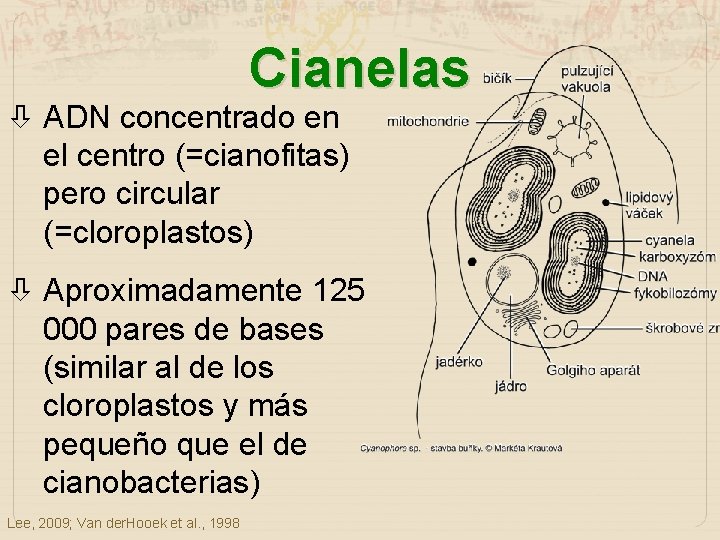 Cianelas ADN concentrado en el centro (=cianofitas) pero circular (=cloroplastos) Aproximadamente 125 000 pares