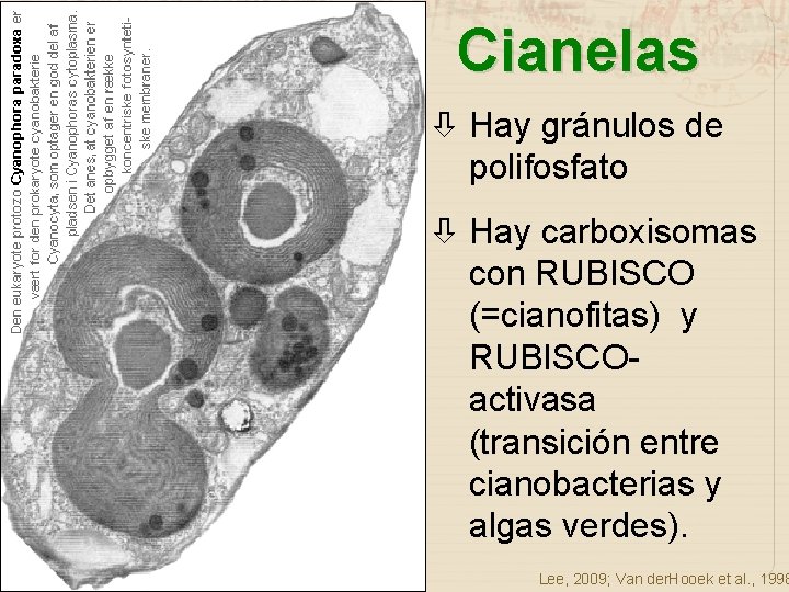Cianelas Hay gránulos de polifosfato Hay carboxisomas con RUBISCO (=cianofitas) y RUBISCOactivasa (transición entre