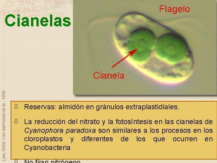 Lee, 2009; Van der. Hooek et al. , 1998 Cianelas Reservas: almidón en gránulos