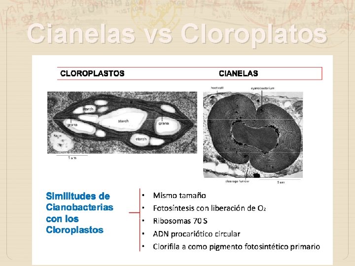 Cianelas vs Cloroplatos 