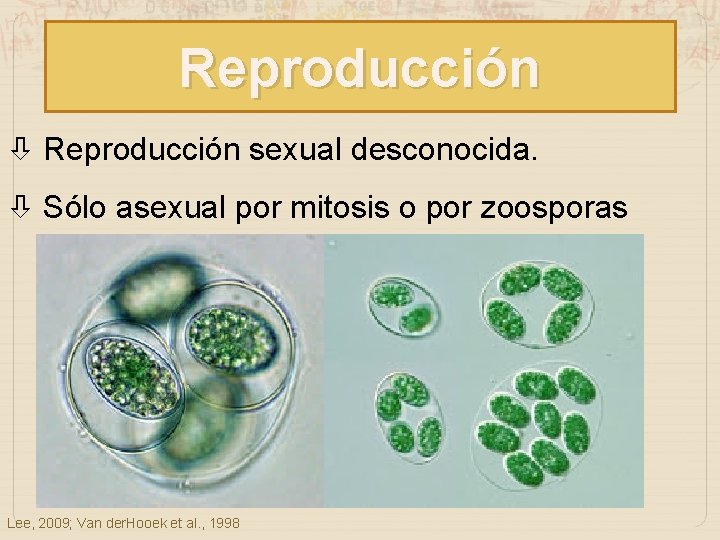 Reproducción sexual desconocida. Sólo asexual por mitosis o por zoosporas Lee, 2009; Van der.