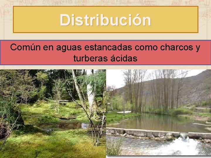 Distribución Común en aguas estancadas como charcos y turberas ácidas 