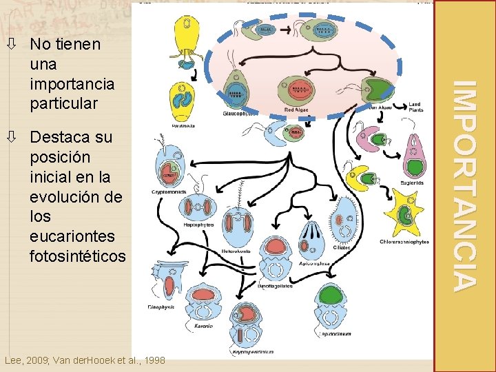  Destaca su posición inicial en la evolución de los eucariontes fotosintéticos Lee, 2009;