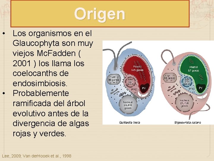 Origen • Los organismos en el Glaucophyta son muy viejos Mc. Fadden ( 2001