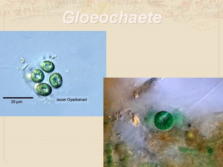 Gloeochaete 