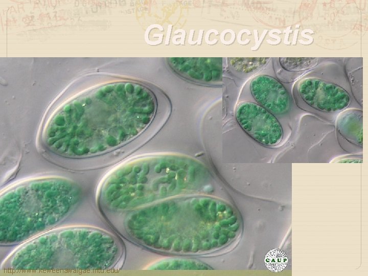 Glaucocystis http: //www. keweenawalgae. mtu. edu/ 