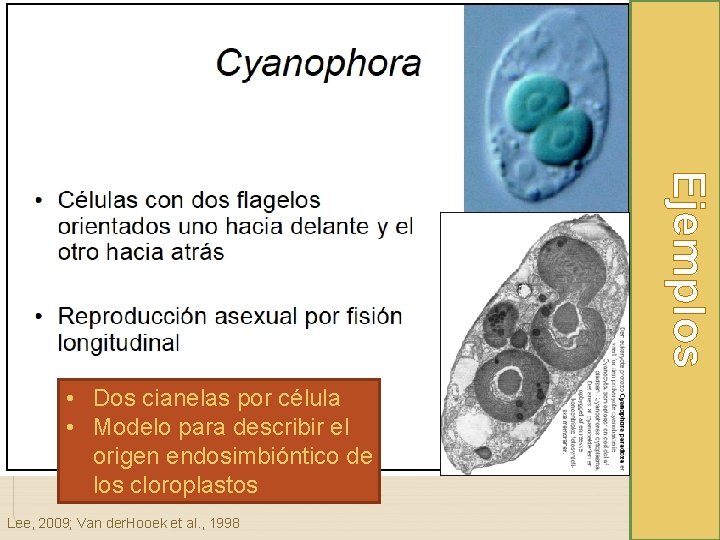 Ejemplos • Dos cianelas por célula • Modelo para describir el origen endosimbióntico de
