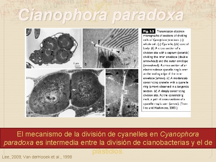 Cianophora paradoxa El mecanismo de la división de cyanelles en Cyanophora paradoxa es intermedia