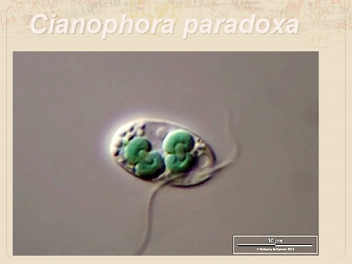 Cianophora paradoxa 
