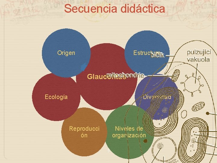 Secuencia didáctica Estructura Origen Glaucofitas Diversidad Ecología Reproducci ón Niveles de organización 5 