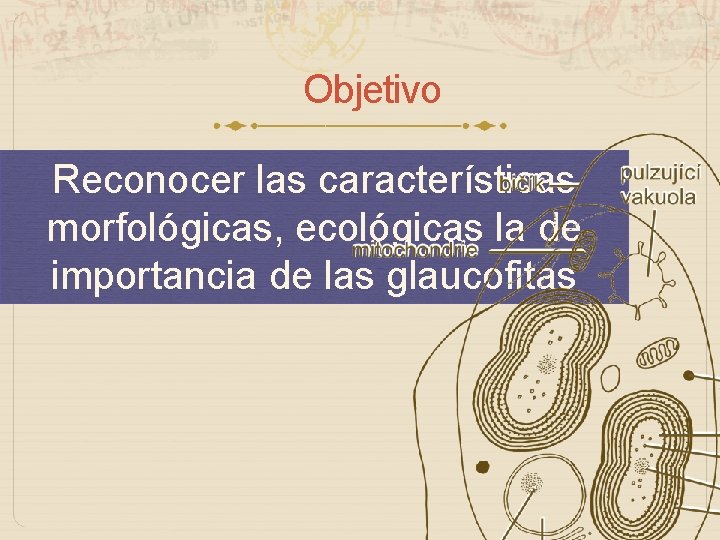 Objetivo Reconocer las características morfológicas, ecológicas la de importancia de las glaucofitas 