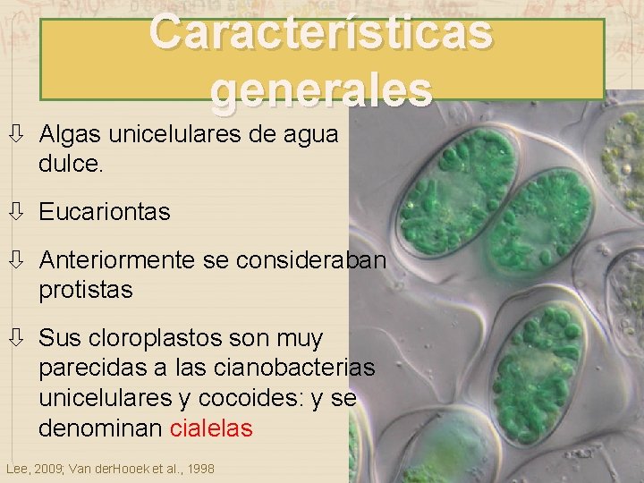Características generales Algas unicelulares de agua dulce. Eucariontas Anteriormente se consideraban protistas Sus cloroplastos