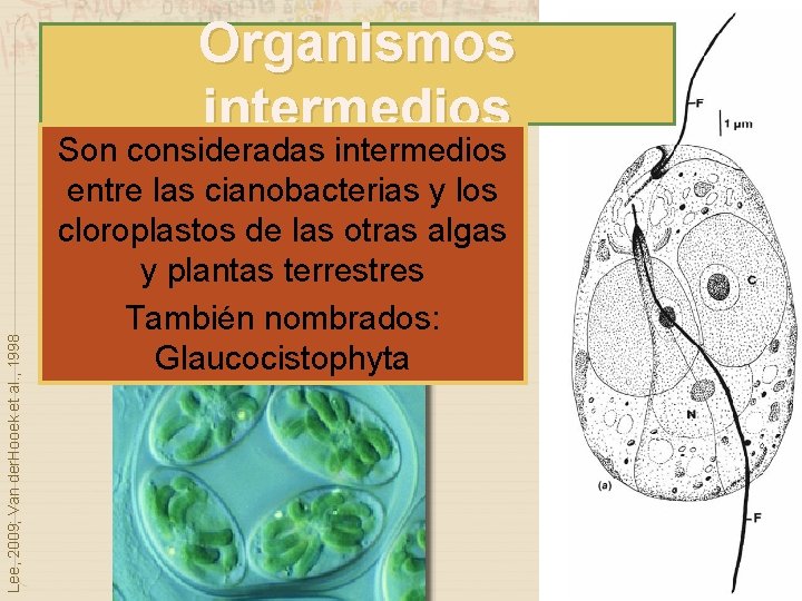 Lee, 2009; Van der. Hooek et al. , 1998 Organismos intermedios Son consideradas intermedios