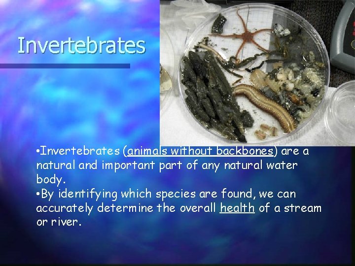 Invertebrates • Invertebrates (animals without backbones) are a natural and important part of any