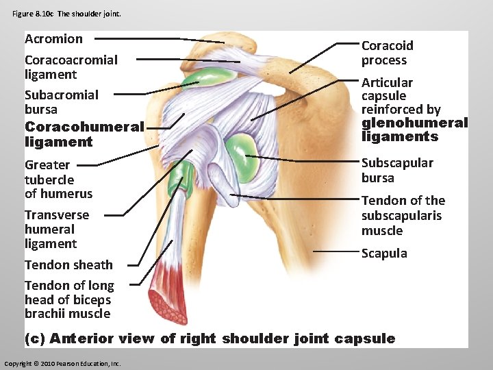 Figure 8. 10 c The shoulder joint. Acromion Coracoacromial ligament Subacromial bursa Coracohumeral ligament