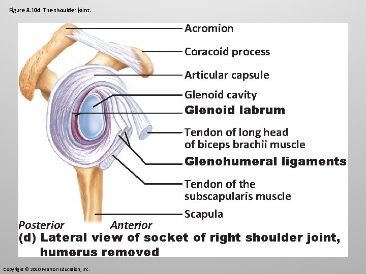 Figure 8. 10 d The shoulder joint. Acromion Coracoid process Articular capsule Glenoid cavity