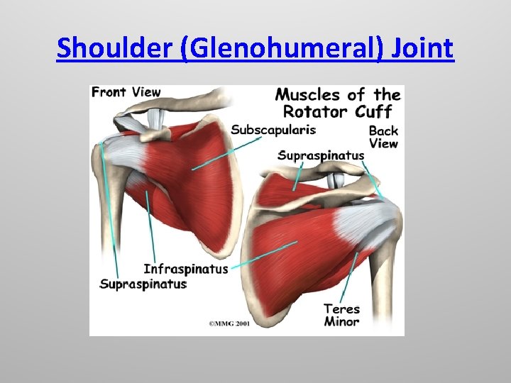 Shoulder (Glenohumeral) Joint 