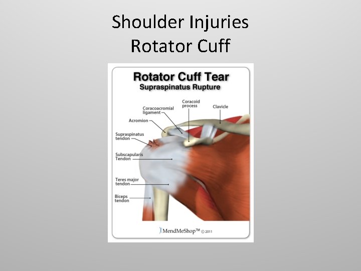 Shoulder Injuries Rotator Cuff 